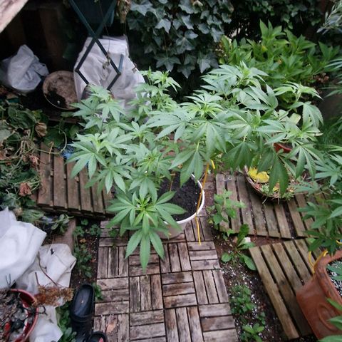 Lemon Tree Barneys Farm growlog timeline photo