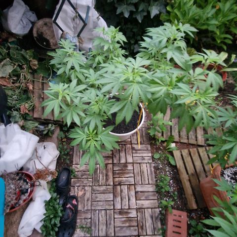 Lemon Tree Barneys Farm growlog timeline photo