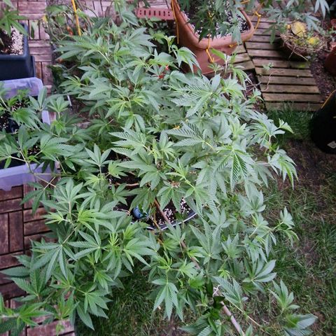 Chocolate Haze Royal Queen Seeds growlog timeline photo