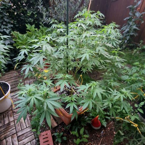Blueberry OG growlog timeline photo