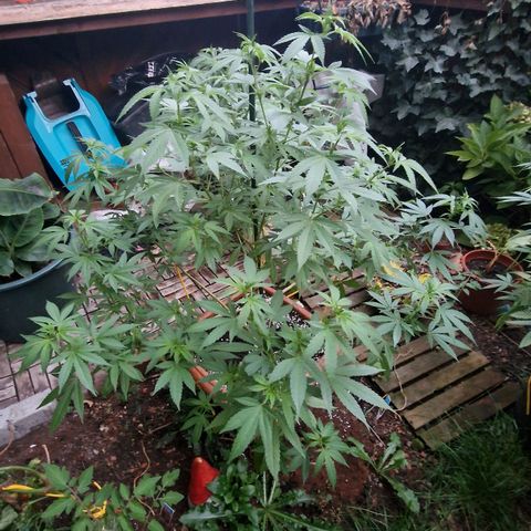 Blueberry OG growlog timeline photo
