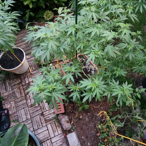 Blueberry OG growlog timeline photo