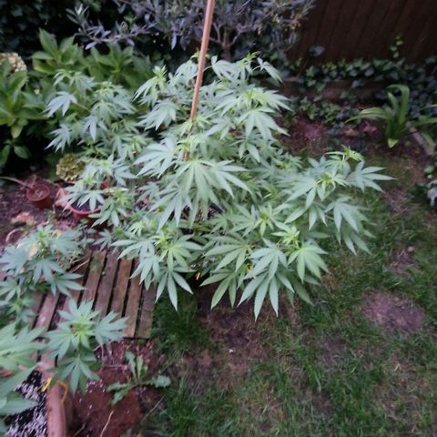 Mimosa X Orange Punch Barneys Farm growlog timeline photo