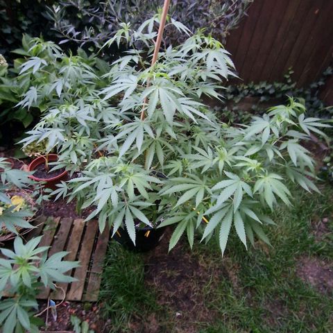 Mimosa X Orange Punch Barneys Farm growlog timeline photo