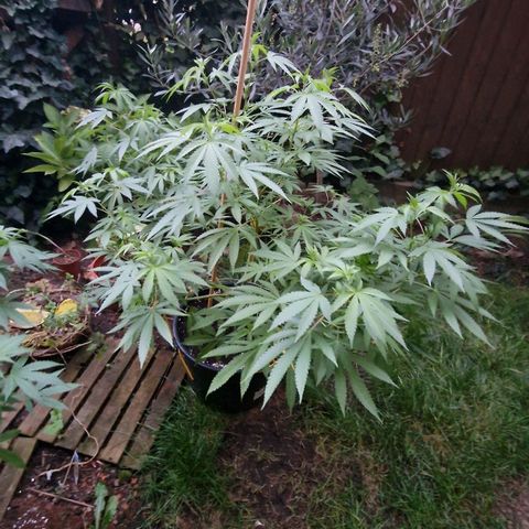 Mimosa X Orange Punch Barneys Farm growlog timeline photo