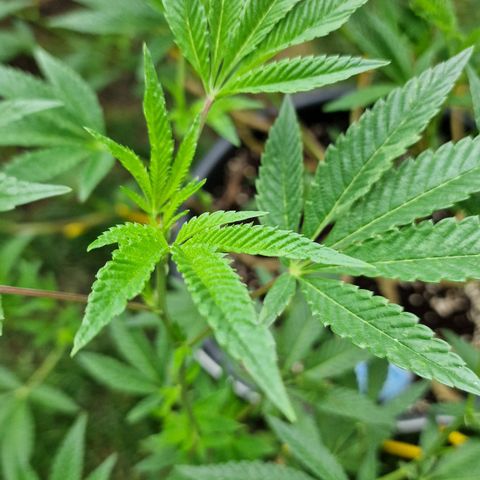 Chocolate Haze Royal Queen Seeds growlog timeline photo