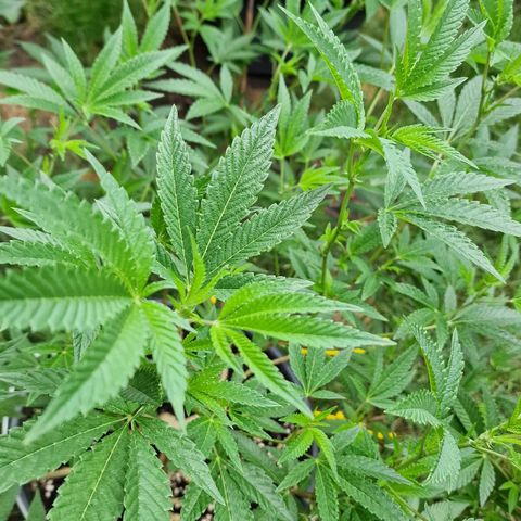 Chocolate Haze Royal Queen Seeds growlog timeline photo