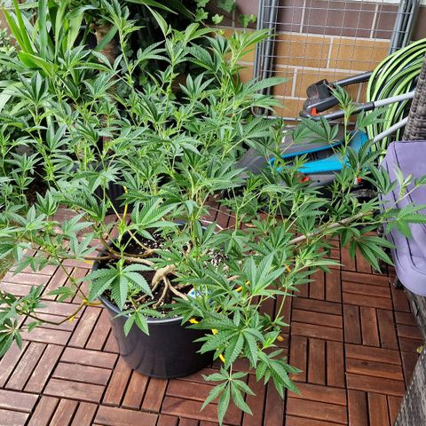 Chocolate Haze Royal Queen Seeds growlog timeline photo
