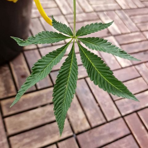 Chocolate Haze Royal Queen Seeds growlog timeline photo