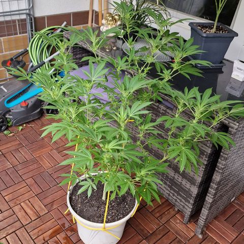 Lemon Tree Barneys Farm growlog timeline photo