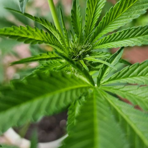 Lemon Tree Barneys Farm growlog timeline photo