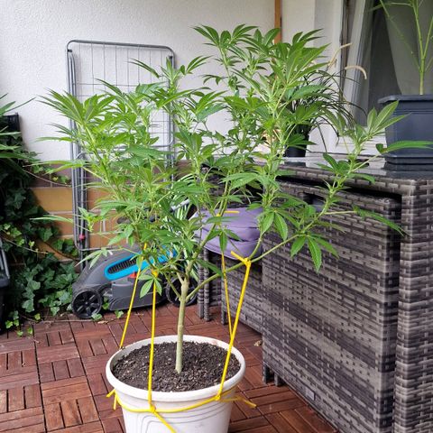 Lemon Tree Barneys Farm growlog timeline photo