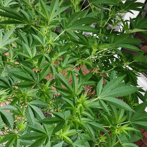Lemon Tree Barneys Farm growlog timeline photo