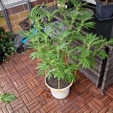 Lemon Tree Barneys Farm growlog timeline photo