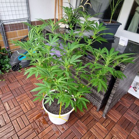 Lemon Tree Barneys Farm growlog timeline photo