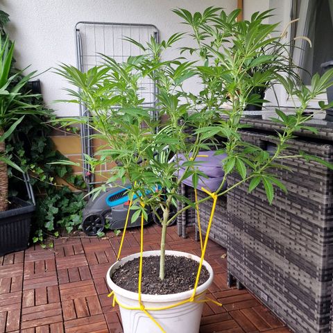 Lemon Tree Barneys Farm growlog timeline photo