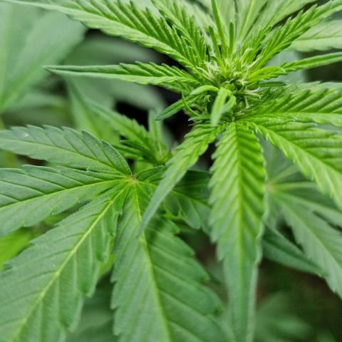 Blueberry OG growlog timeline photo