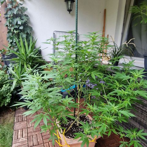 Blueberry OG growlog timeline photo
