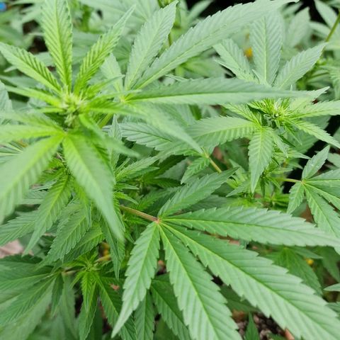 Blueberry OG growlog timeline photo