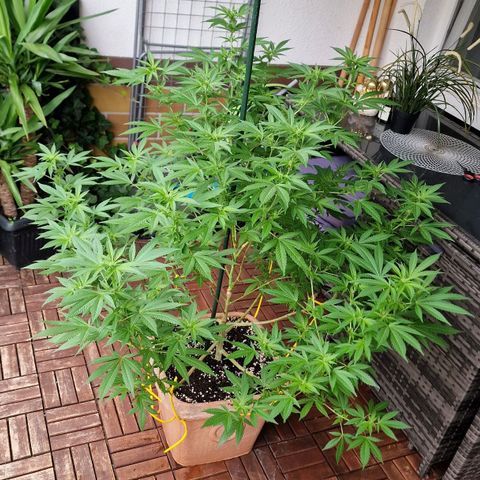 Blueberry OG growlog timeline photo