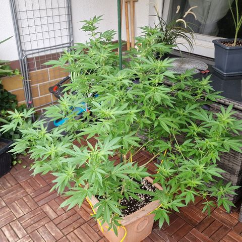Blueberry OG growlog timeline photo