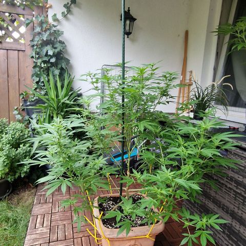 Blueberry OG growlog timeline photo