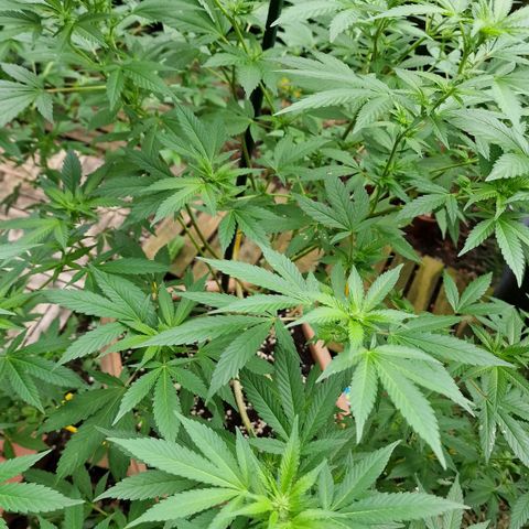 Blueberry OG growlog timeline photo