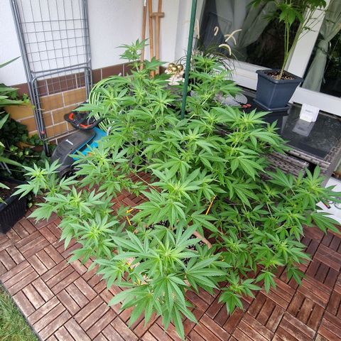 Blueberry OG growlog timeline photo