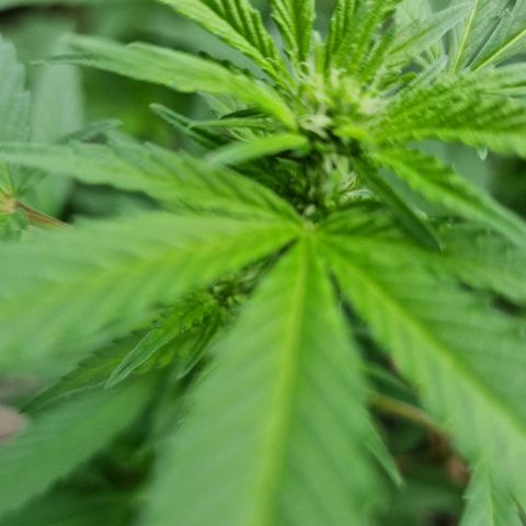 Blueberry OG growlog timeline photo
