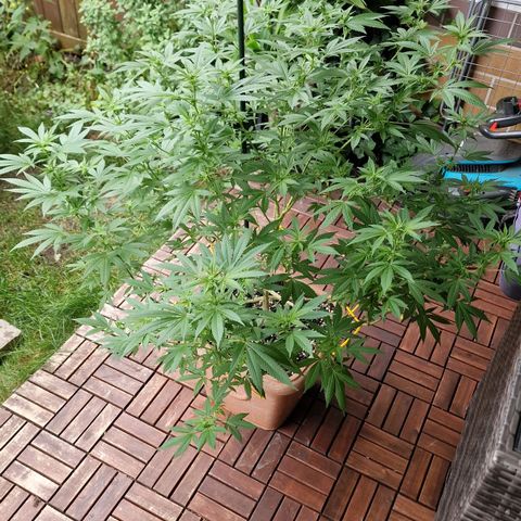 Blueberry OG growlog timeline photo