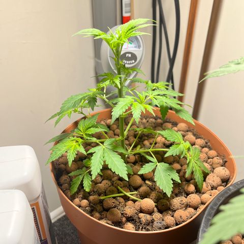 Gorilla Glue auto growlog timeline photo
