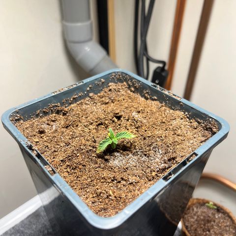Gorilla Glue auto growlog timeline photo