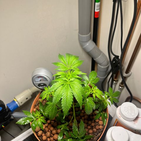 Gorilla Glue auto growlog timeline photo