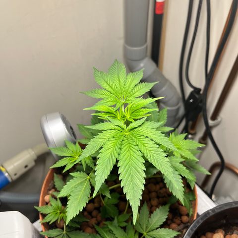 Gorilla Glue auto growlog timeline photo