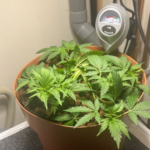 Gorilla Glue auto growlog timeline photo
