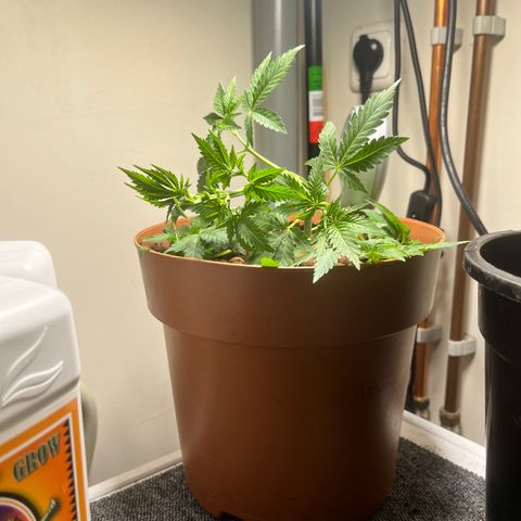 Gorilla Glue auto growlog timeline photo