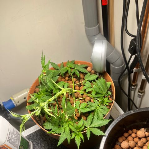 Gorilla Glue auto growlog timeline photo