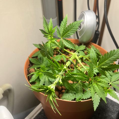 Gorilla Glue auto growlog timeline photo