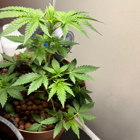 Gorilla Glue auto growlog timeline photo