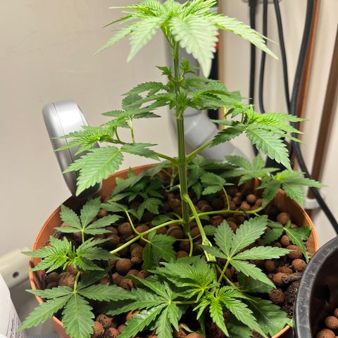 Gorilla Glue auto growlog timeline photo