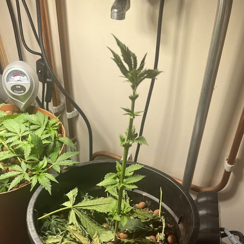 Gorilla Glue auto growlog timeline photo