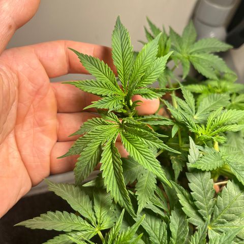 Gorilla Glue auto growlog timeline photo