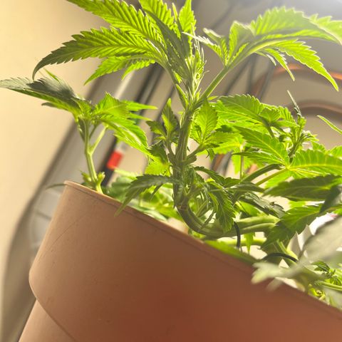 Gorilla Glue auto growlog timeline photo