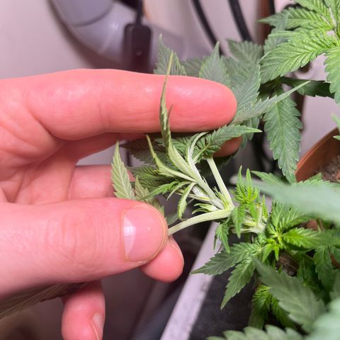 Gorilla Glue auto growlog timeline photo