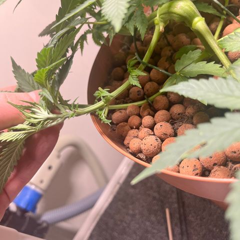 Gorilla Glue auto growlog timeline photo