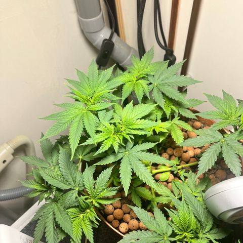 Gorilla Glue auto growlog timeline photo