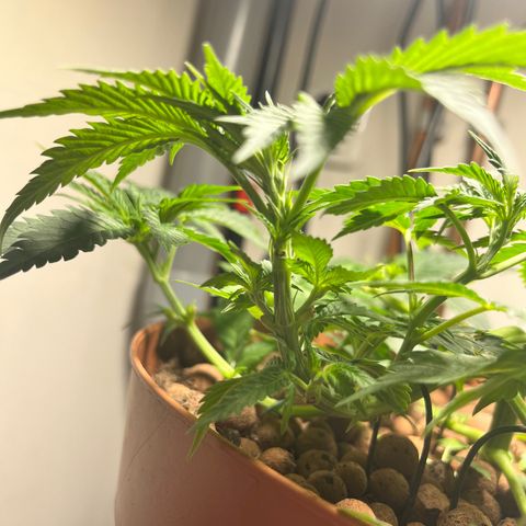 Gorilla Glue auto growlog timeline photo