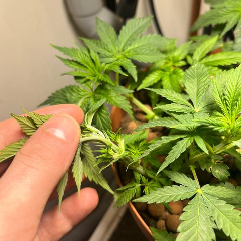 Gorilla Glue auto growlog timeline photo