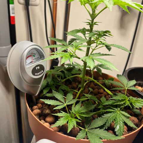 Gorilla Glue auto growlog timeline photo
