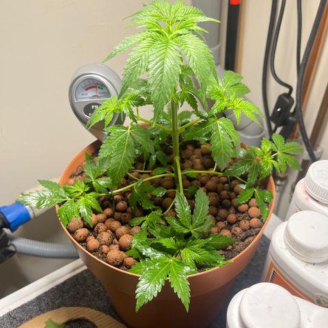 Gorilla Glue auto growlog timeline photo